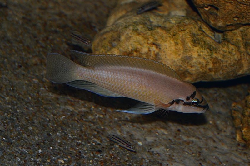 Chalinochromis brichardi